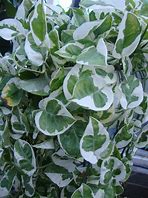 EPIPRENUM AUREUM 'N JOY' VARIEGADA