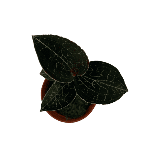 ORQUIDEA ANOECTOCHILUS FORMOSANUS