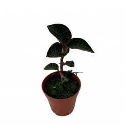 ORQUIDEA ANOECTOCHILUS FORMOSANUS