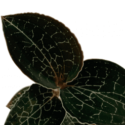 ORQUIDEA ANOECTOCHILUS FORMOSANUS