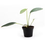 ANTHURIUM OBTUSUM