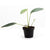 ANTHURIUM OBTUSUM