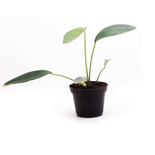 ANTHURIUM OBTUSUM