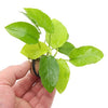 ANUBIAS NANA GOLDEN