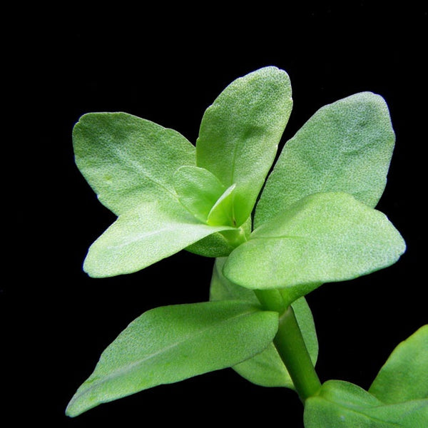BACOPA MADAGASCARENSIS