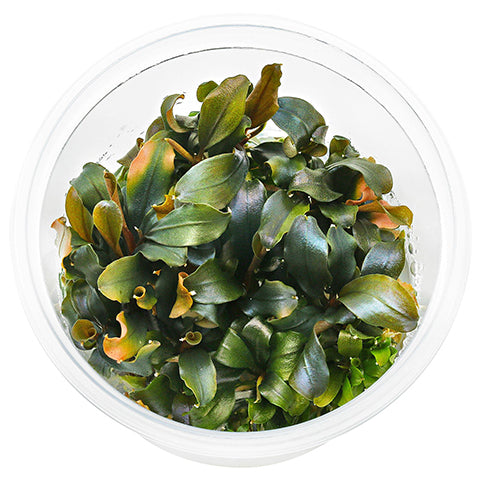 Bucephalandra "Blue Green" In vitro