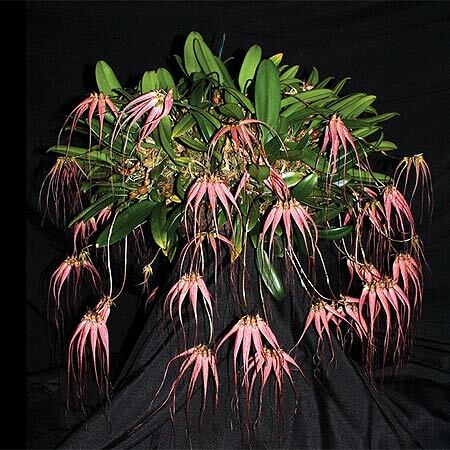 ORQUIDEA BULBOPHYLLUM ELIZABETH ANN BUCKLEBERRY