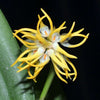 ORQUÍDEA BULBOPHYLLUM ODORATISSIMUM