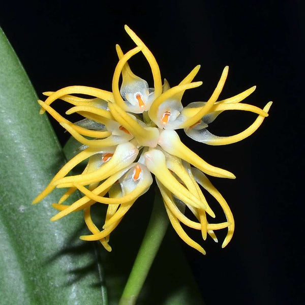 ORQUÍDEA BULBOPHYLLUM ODORATISSIMUM