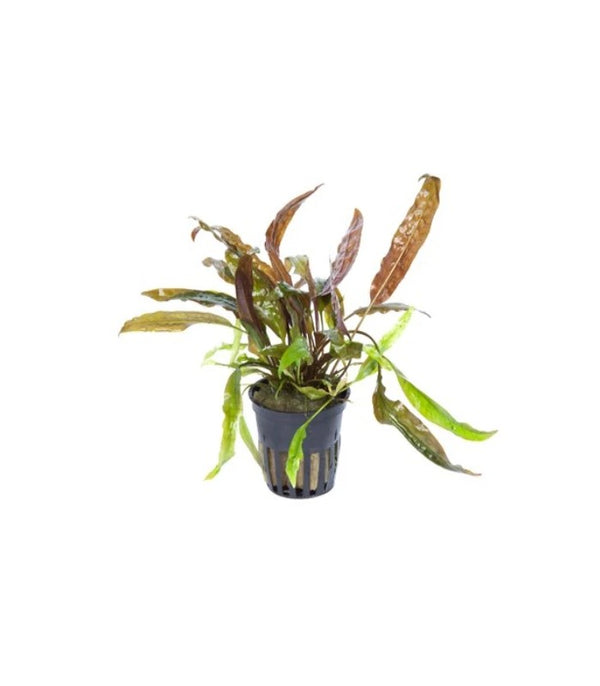 CRYTOCORYNE MOEHLMANII