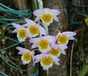 ORQUÍDEA DENDROBIUM CREPIDATUM