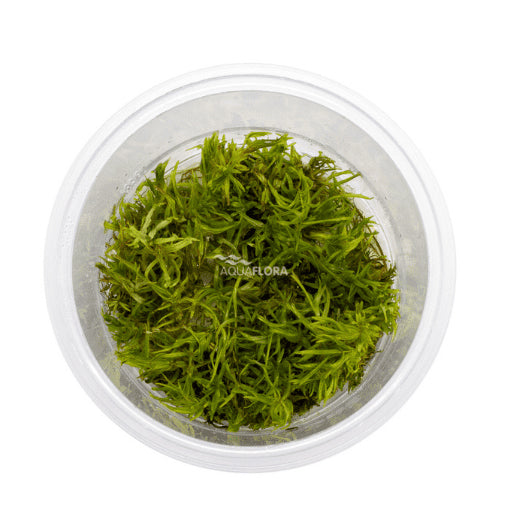 Didiplis diandra In vitro