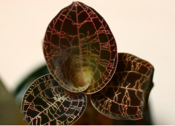 ORQUIDEA DOSSINIA MARMORATA "MACODES LOWII"