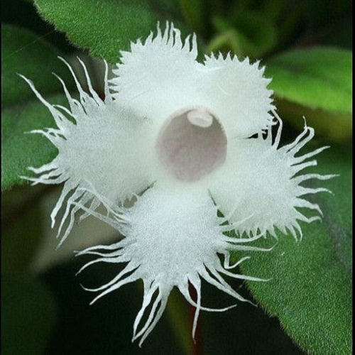 EPISCIA DIANTHIFLORA