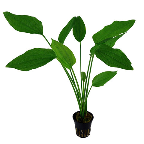 Echinodorus palaefolius en Maceta