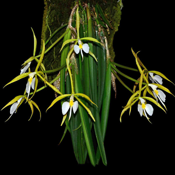EPIDENDRUM PARKINSONIANUM
