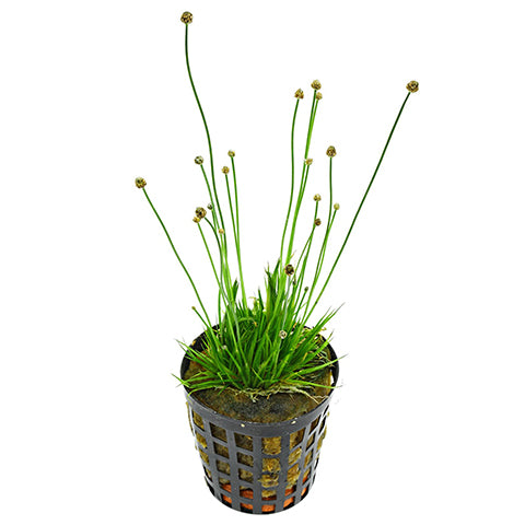 Eriocaulum cinerum en Maceta