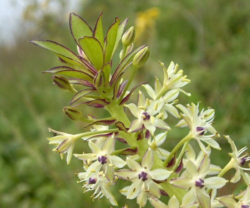 EUCOMIS COMOSA VAR STRIATA ( LIRIO FLOR DE PIÑA)