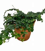 FICUS PUMILA VAR. MINUTA