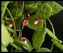 PLANTA TREPADORA DISCHIDIA HIRSUTA