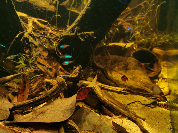 Paracheirodon simulans