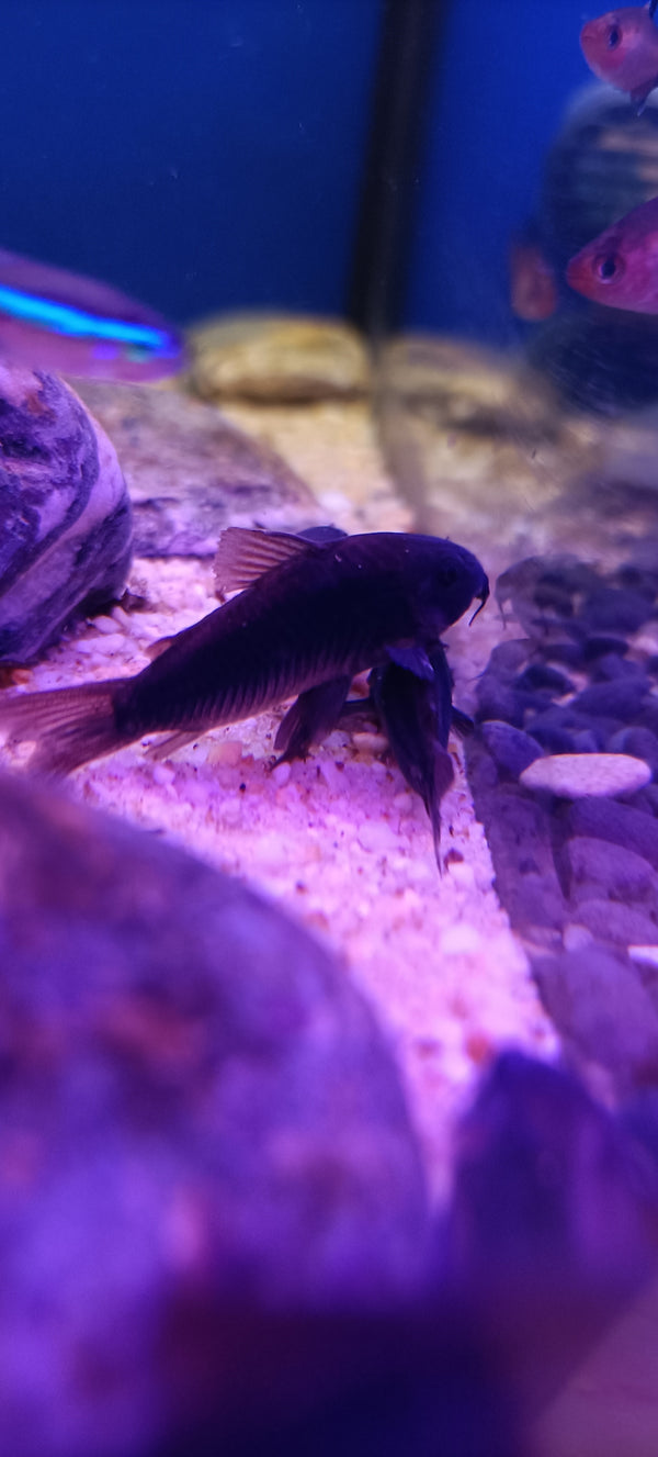 Corydoras Aeneus Black Venezuela talla L