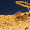 Corydoras Julii