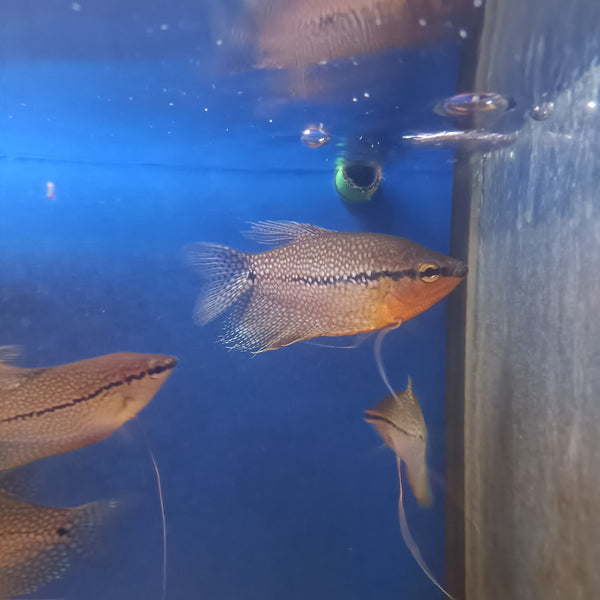 Trichogaster Leeri L