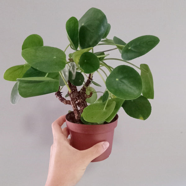 PILEA PEPEREMOIDES