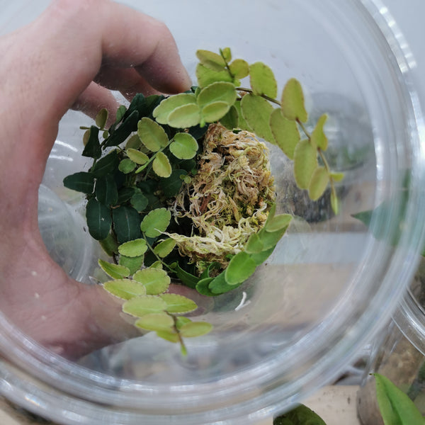 TREPADORA MARCGRAVIA SP COLOMBIA