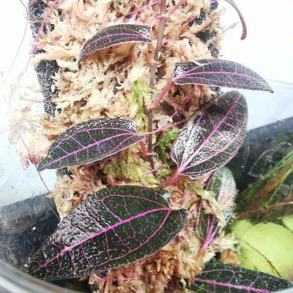 TREPADORA PIPER SP. PINK