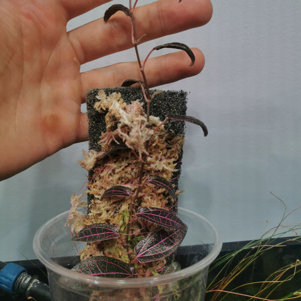 TREPADORA PIPER SP. PINK