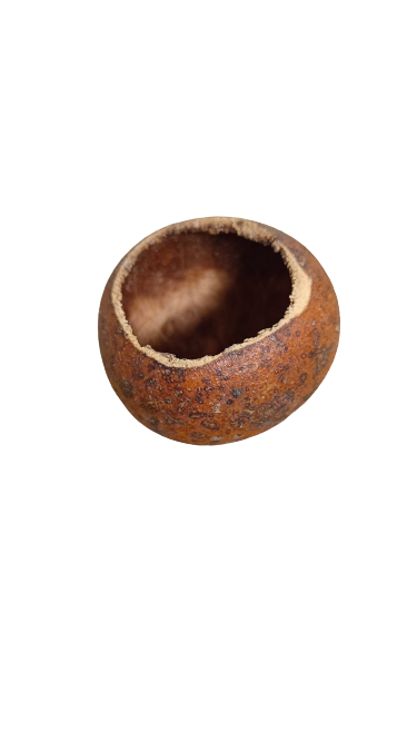 KUCHIPAL POD