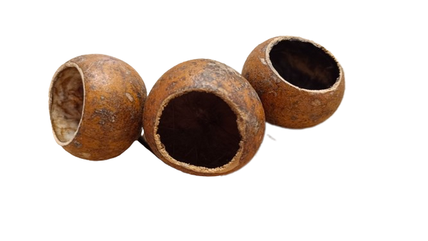 KUCHIPAL POD