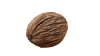 MINTOLA POD