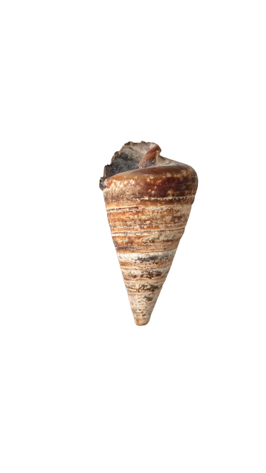 TELESCOPIUM SHELL
