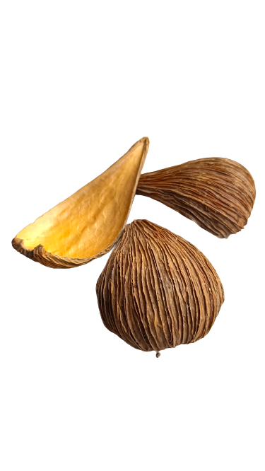 DRAGEA POD
