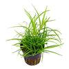Juncus Repens en Maceta