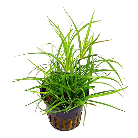 Juncus Repens en Maceta