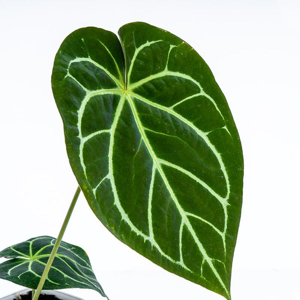 TREPADORA ANTHURIUM MAGNIFICUM