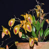 ORQUIDEA LEPANTHES ESCOBARIANA