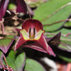 LEPANTHES FELIS