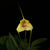 ORQUIDEA MASDEVALLIA PACHYURA