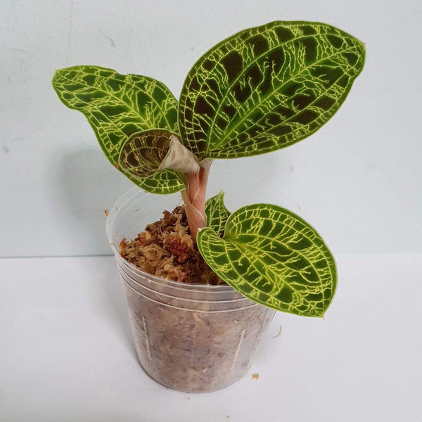 ORQUÍDEA MACODES PETOLA