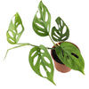 MONSTERA ACUMINATA