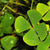 Marsilea Hirsuta