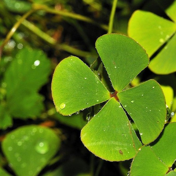 Marsilea Hirsuta