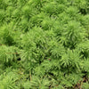 MYRIOPHYLLUM PROPINQUUM