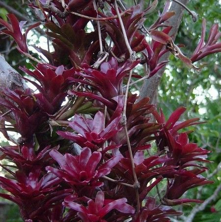 BROMELIA NEOREGELIA SCHULTESIANA FIREBALL