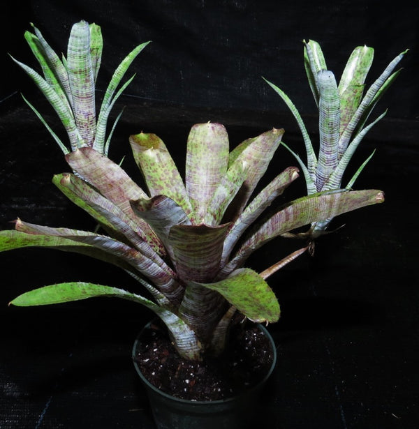 BROMELIA NEOREGELIA PAUCIFLORA